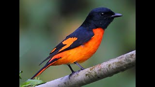 Orange Minivet birds orangeminivet birdsvideo birdshide nature 4k [upl. by Craggie]