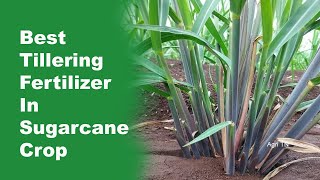 High Tillering Fertilizer In SUGARCANE Crops  Tamil AgriTN [upl. by Aitnis]