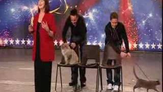 Britains got talent  Cats [upl. by Piper690]