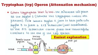 Trp Operon  Attenuation mechanism [upl. by Sheilah]