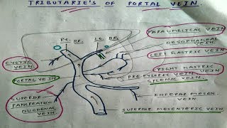 Tributaries of Portal Vein  Splenic Vein Superior Mesenteric Vein  TCML [upl. by Oman]