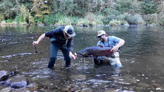 Small River Oregon Coast Fall Chinook Salmon BANK FISHING [upl. by Anigger]