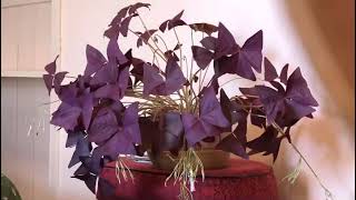 Oxalis Movement Time Lapse [upl. by Shornick]