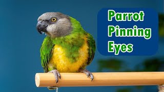 Why Parrots Pupils RAPIDLY Dilate and Constrict Eye Pinning [upl. by Odlareg]