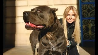 THE CANE CORSO  POWERFUL ROMAN DOG OF WAR [upl. by Akemaj]