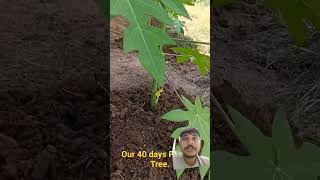 How to grow Papaya plant organic farming youtubeshorts trending shortsvideo short viralvideo [upl. by Ern]