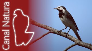 Lavandera blanca Motacilla alba White Wagtail 4K [upl. by Alroi553]