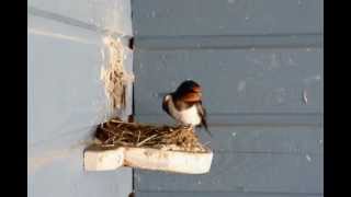 Barn Swallow nest building project [upl. by Ocirred]