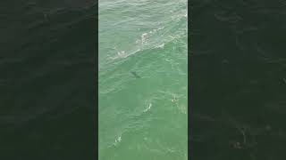 Pensacola Beach Sharks pensacolabeach fishing subscribe [upl. by Novrej117]