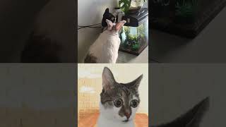 Cat  Rabbit  Cabbit 😂 shorts funny viral [upl. by Purity]