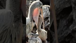 Pelican swallow cape Gannett chick alive shorts birdsofpreyaroundtheworld [upl. by Swift199]