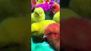 Wadidau‼️Ayam Lucu ayam warna warni ayam rainbow kelinci lucu bebek lucu ikan koi Hewan Lucu [upl. by Lura]