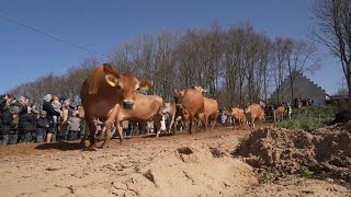 Organic cows run towards open fields after a winter spent in the cowshed in Denmark [upl. by Yrellih]