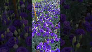 Would You Like A Bouquet Of Eustoma Flower  satisfying short [upl. by Notle]