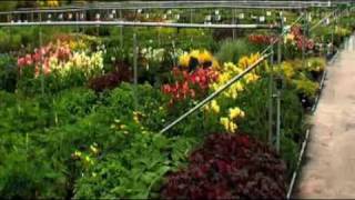 Tuinplanten  Luyckx Frederik  Gistel [upl. by Argyle]