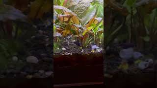 Pygmy SUNFISH Males Fighting for FEMALE [upl. by Yecart]