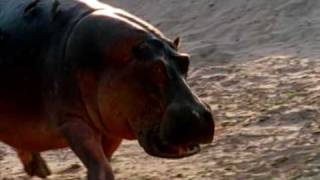 Deadly Hippos kills dozens of people every year [upl. by Cahan890]