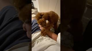 Jaw exercises before bed poodlelover doglover funnypets petowner [upl. by Aenitsirhc838]