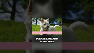 Terrier Dog Breeds List [upl. by Catlee]