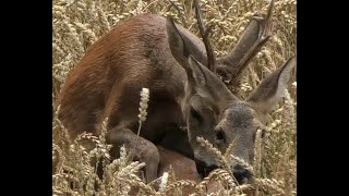 Rehböcke in der Paarungszeit Roebucks in the mating season [upl. by Feucht622]