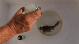 How to Euthanize a Fish with Clove Oil [upl. by Eihctir]