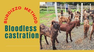 Bloodless castration Burdizzo method [upl. by Ecam]