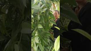 Ixora plant care shorts nature plants youtubeshorts [upl. by Amisoc857]