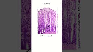 Lining epithelium of gastrointestinal tract [upl. by Lyndsay]