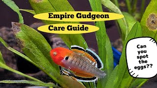 Empire Gudgeon Care Guide Essential Tips for Freshwater Fish Enthusiasts By Betta Art [upl. by Ocinom]