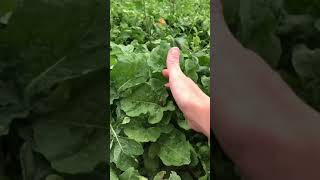 Beautiful arugula rocket green salad organic vegetables shorts [upl. by Iror]