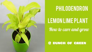 PHILODENDRON LEMON LIME PLANT HOW TO CARE AND GROW [upl. by Georgetta214]