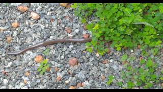 Non venomous Brahminy Blind Snake Indotyphlops braminus or Kurudan pampu spotted near our house [upl. by Edee]