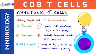 Cytotoxic T CellsCD8 T Cells  Immunology [upl. by Ogirdor]