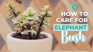 How to care for Elephant Bush  Portulacaria Afra Care [upl. by Munshi467]