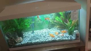 Here are the fish swimming in my aquarium  The great and sixth time [upl. by Arnon]