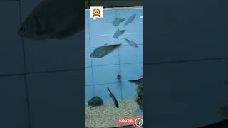 Chetal Fish from Assam Madinatul Uloom Madrassa nasheedplaylist beautifulnasheed quran islam [upl. by Aehsa989]