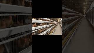 Commercial automatic layer hen poultry chicken farm business  RETECH Farming [upl. by Blackwell]