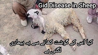 Coenurosis  Gid in Sheep  Circling disease in sheep  How It can spread to human [upl. by Nerahs]