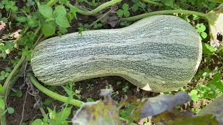 Harvesting Cushaw Squash fff3 v26 [upl. by Levona]