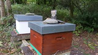 3 novembre les abeilles de la forêt encore du pollen et nectar en fin de lautomne [upl. by Ayot]