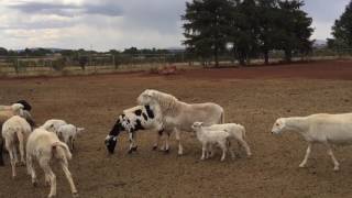 Borrego macho tiene 30 hembras y quiere a la más difícil [upl. by Airlie]