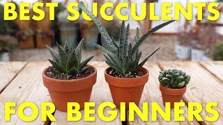 Best Succulents to Grow Inside for Beginners 🌵👍 Garden Answer [upl. by Elvina]