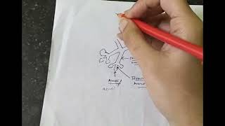 Ductule Duct Lobule Lobe Terminal ductule lobular unit Lactiferous duct of Breast Surgery [upl. by Odnanref]