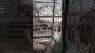 Whos totally relaxing in the aviary Emilio is pied ringneck dove [upl. by Merci]