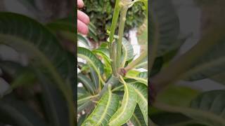 Grafting Anwar Ratol in Sensation mango rootstock youtube ytshort suggestedshort viralshort [upl. by Elli]