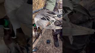 Can’t wait for pintails in west Texas this year guidedoutdoors [upl. by Bonny]