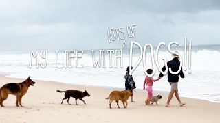 Listening to Dogs  My Life Vlog  with Dogs [upl. by Antipas]