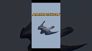 B2 Spirit vs Peregrine falcontrendinganimalsb2spiritviralperegrinefalconfalconyoutubeshorts [upl. by Nottus236]