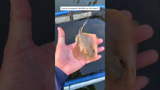 This man rescued a baby stingray and adopted it animalshorts shortsvideo [upl. by Llerej]