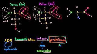 Introducción a los aminoácidos  Macromoléculas  Biología  Khan Academy en Español [upl. by Nessa60]